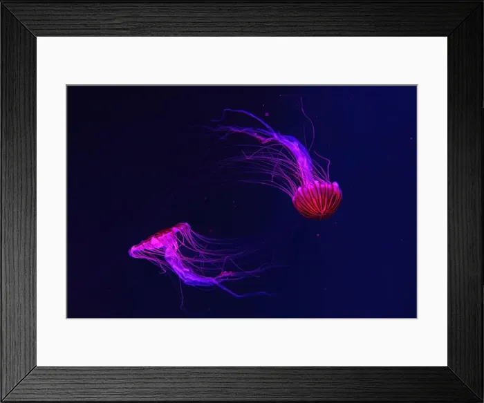 Framed Print : Group of fluorescent jellyfish swimming underwater aquarium pool with red light Framed Print : Group of fluorescent jellyfish swimming underwater aquarium pool with red light