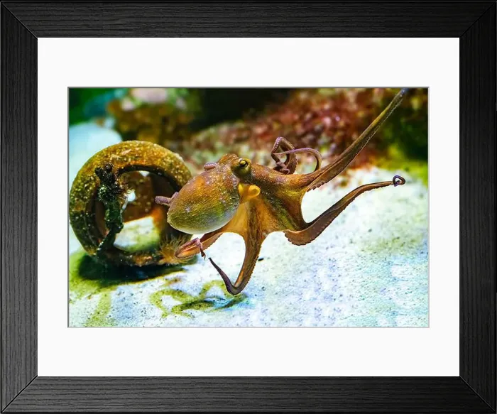 Framed Print : Common octopus (Octopus vulgaris) swimming Framed Print : Common octopus (Octopus vulgaris) swimming