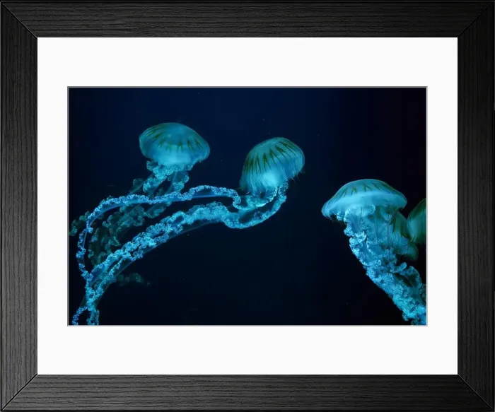 Framed Print : Group of Jellifish South american sea nettle Framed Print : Group of Jellifish South american sea nettle