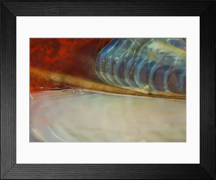 Framed Print : Close up of a pen shell reveals the art of nature Framed Print : Close up of a pen shell reveals the art of nature
