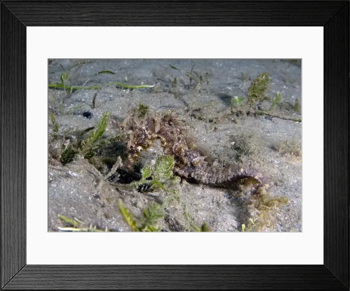 Framed Print : A Long-snouted Seahorse (Hippocampus guttulatus) in Florida, USA Framed Print : A Long-snouted Seahorse (Hippocampus guttulatus) in Florida, USA