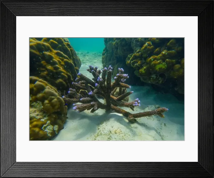 Framed Print : Underwater coral reef. Corals in the form of horns with blue tipsh Framed Print : Underwater coral reef. Corals in the form of horns with blue tipsh