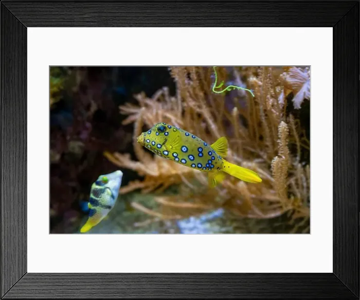 Framed Print : Yellow boxfish (Ostracion cubicum) is a species of boxfish found in reefs throughout the Pacific Ocean and Indian Ocean Framed Print : Yellow boxfish (Ostracion cubicum) is a species of boxfish found in reefs throughout the Pacific Ocean and Indian Ocean