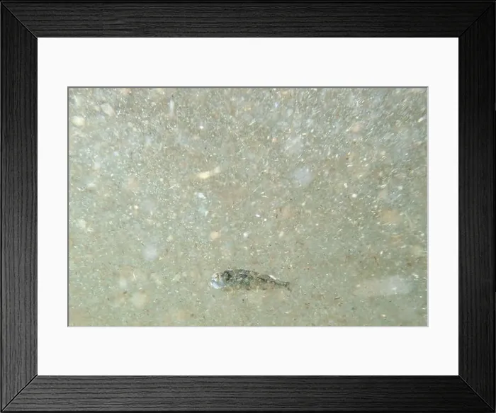 Framed Print : A tiny fish swimming in shallow waters, sunny, France, ocean. High quality photo Framed Print : A tiny fish swimming in shallow waters, sunny, France, ocean. High quality photo