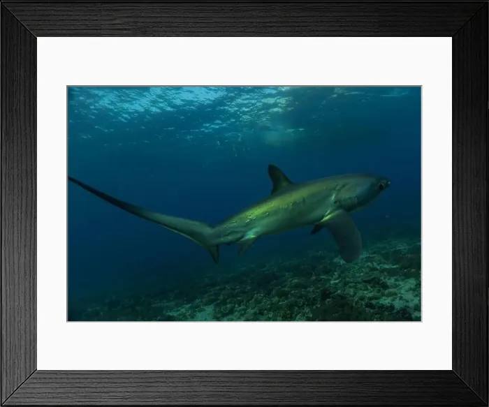 Framed Print : Thresher Shark swimming in the Sea of the Philippines Framed Print : Thresher Shark swimming in the Sea of the Philippines