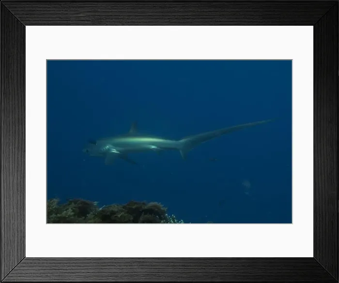 Framed Print : Thresher Shark swimming in the Sea of the Philippines Framed Print : Thresher Shark swimming in the Sea of the Philippines