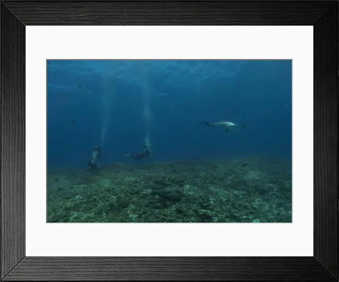 Framed Print : Thresher Shark swimming in the Sea of the Philippines Framed Print : Thresher Shark swimming in the Sea of the Philippines