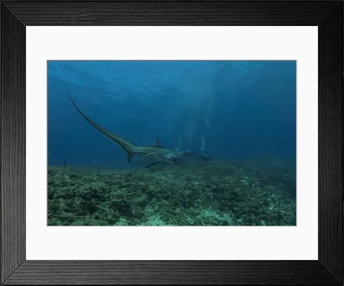 Framed Print : Thresher Shark swimming in the Sea of the Philippines Framed Print : Thresher Shark swimming in the Sea of the Philippines