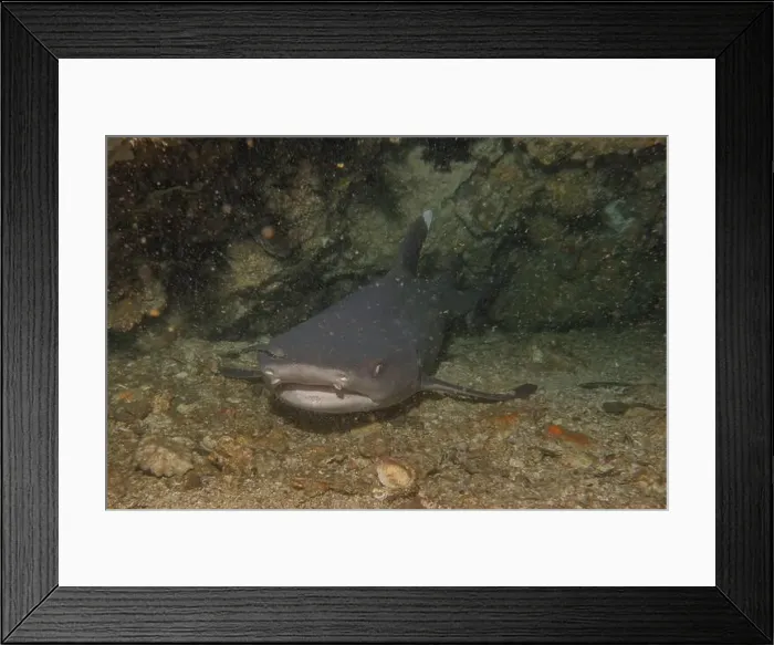 Framed Print : Thresher Shark swimming in the Sea of the Philippines Framed Print : Thresher Shark swimming in the Sea of the Philippines