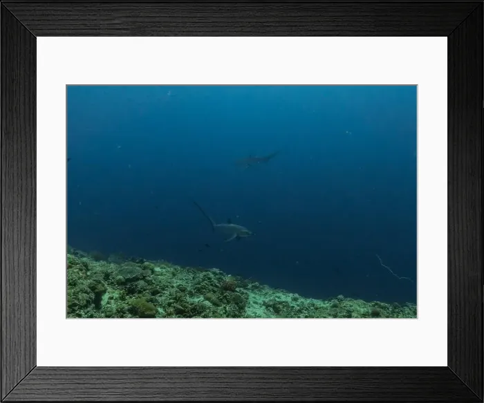 Framed Print : Thresher Shark swimming in the Sea of the Philippines Framed Print : Thresher Shark swimming in the Sea of the Philippines