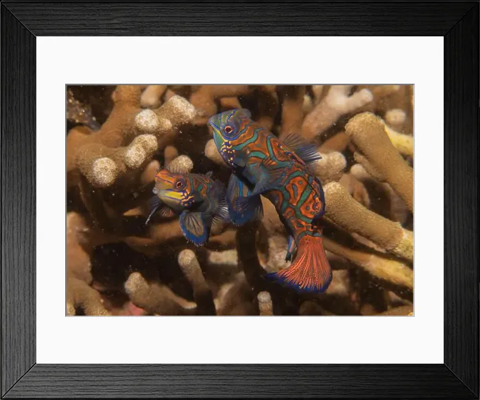 Framed Print : Mandarin fish swim in the Sea of the Philippines Framed Print : Mandarin fish swim in the Sea of the Philippines