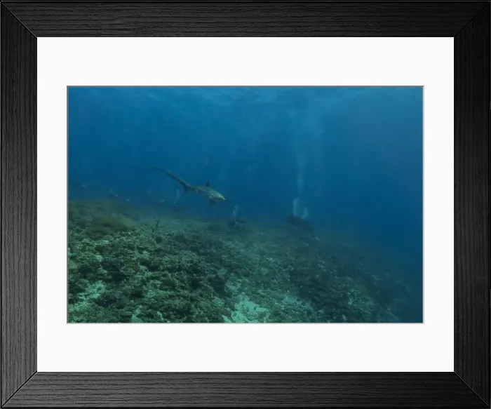 Framed Print : Thresher Shark swimming in the Sea of the Philippines Framed Print : Thresher Shark swimming in the Sea of the Philippines