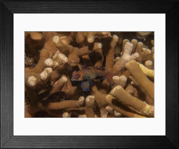 Framed Print : Mandarin fish swim in the Sea of the Philippines