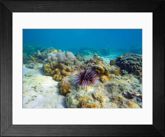 Framed Print : Several sea urchins with white