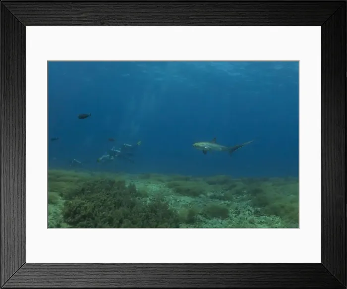 Framed Print : Thresher Shark swimming in the Sea of the Philippines Framed Print : Thresher Shark swimming in the Sea of the Philippines