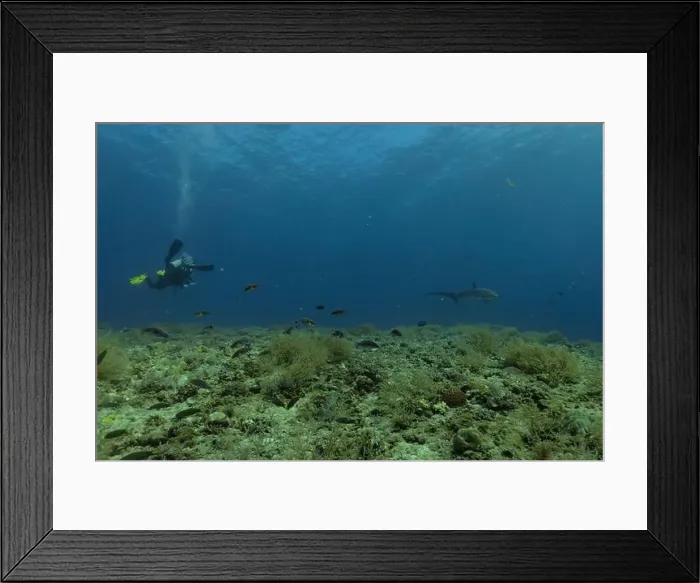 Framed Print : Thresher Shark swimming in the Sea of the Philippines Framed Print : Thresher Shark swimming in the Sea of the Philippines
