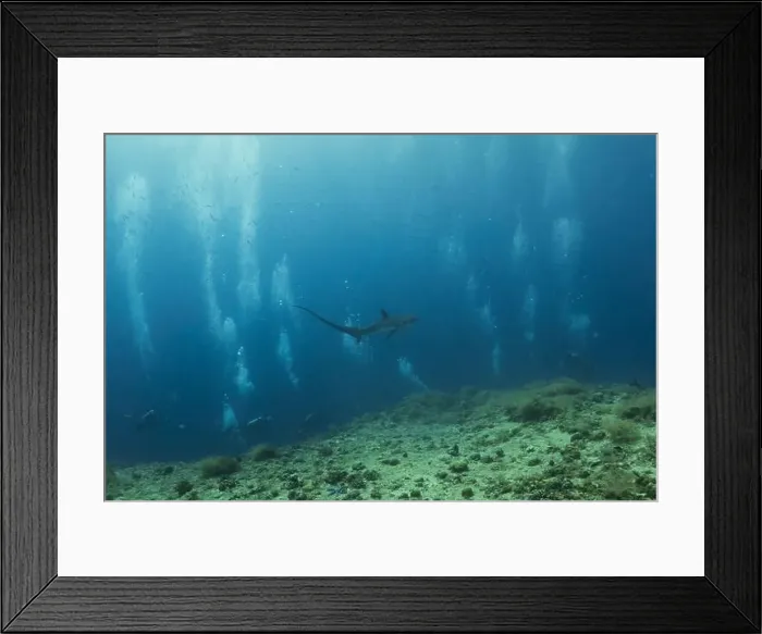 Framed Print : Thresher Shark swimming in the Sea of the Philippines Framed Print : Thresher Shark swimming in the Sea of the Philippines