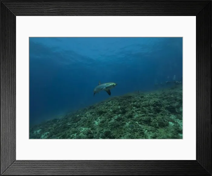 Framed Print : Thresher Shark swimming in the Sea of the Philippines Framed Print : Thresher Shark swimming in the Sea of the Philippines
