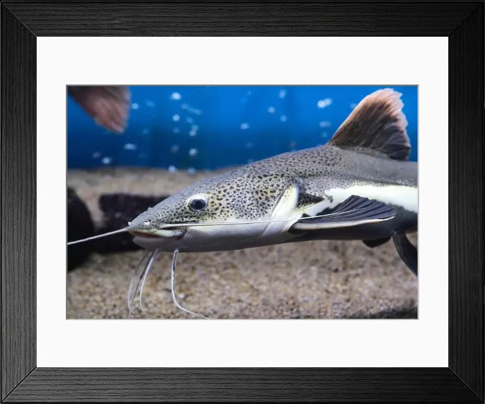 Framed Print : Red tailed flathead catfish in closeup in an aquarium Framed Print : Red tailed flathead catfish in closeup in an aquarium