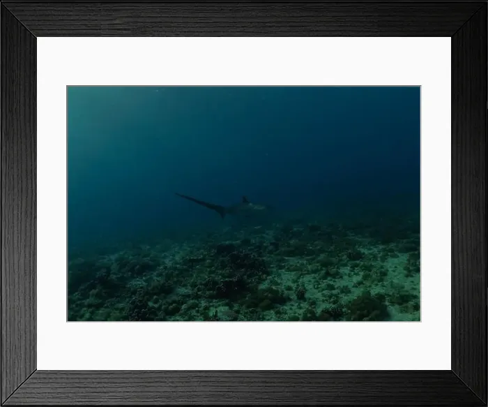 Framed Print : Thresher Shark swimming in the Sea of the Philippines Framed Print : Thresher Shark swimming in the Sea of the Philippines