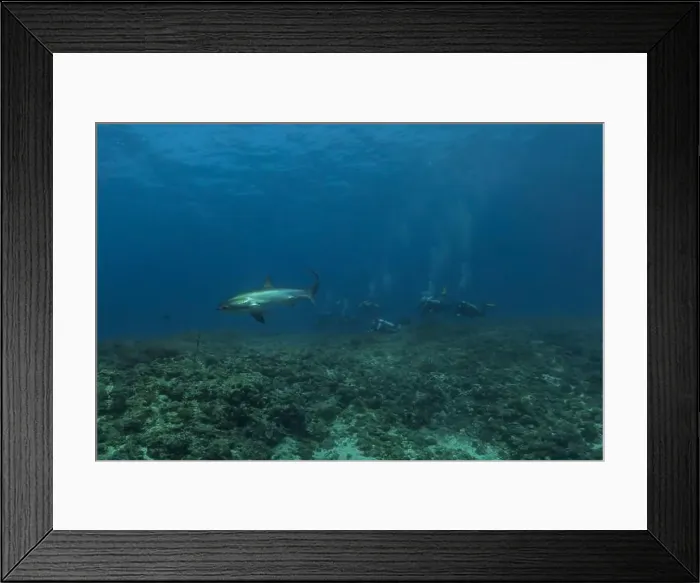 Framed Print : Thresher Shark swimming in the Sea of the Philippines Framed Print : Thresher Shark swimming in the Sea of the Philippines
