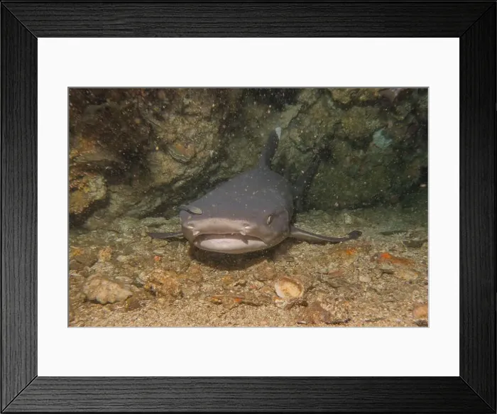 Framed Print : Thresher Shark swimming in the Sea of the Philippines Framed Print : Thresher Shark swimming in the Sea of the Philippines
