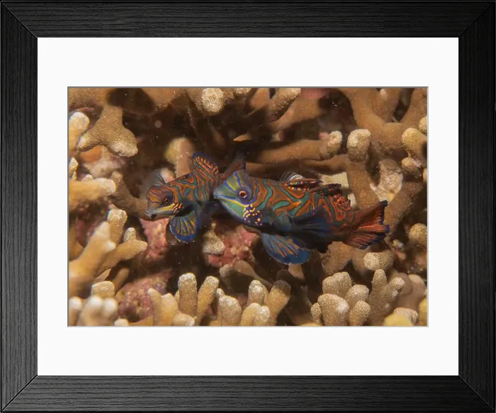 Framed Print : Mandarin fish swim in the Sea of the Philippines