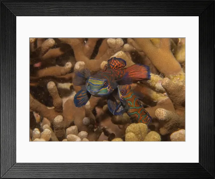 Framed Print : Mandarin fish swim in the Sea of the Philippines Framed Print : Mandarin fish swim in the Sea of the Philippines