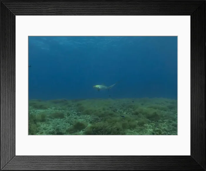 Framed Print : Thresher Shark swimming in the Sea of the Philippines Framed Print : Thresher Shark swimming in the Sea of the Philippines