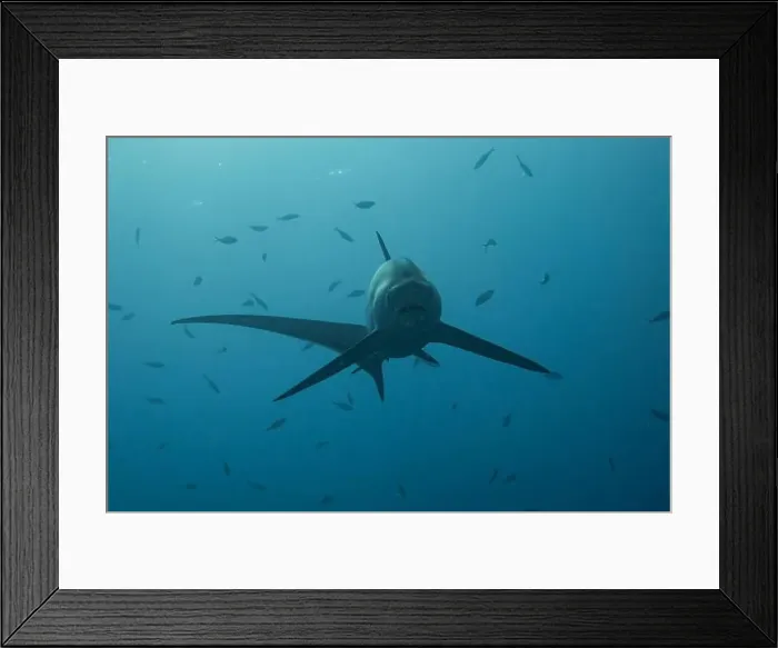 Framed Print : Thresher Shark swimming in the Sea of the Philippines Framed Print : Thresher Shark swimming in the Sea of the Philippines