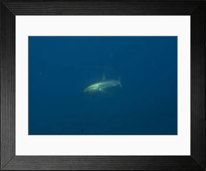 Framed Print : Thresher Shark swimming in the Sea of the Philippines Framed Print : Thresher Shark swimming in the Sea of the Philippines