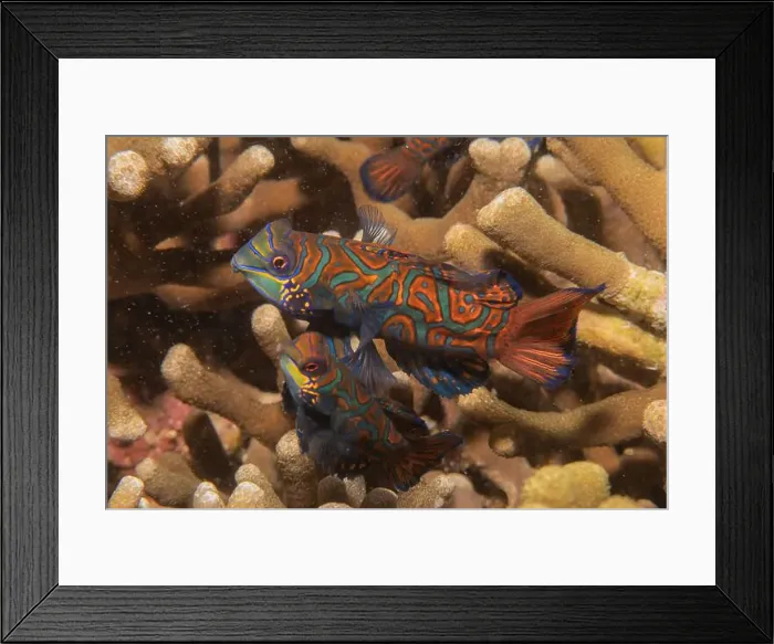 Framed Print : Mandarin fish swim in the Sea of the Philippines Framed Print : Mandarin fish swim in the Sea of the Philippines