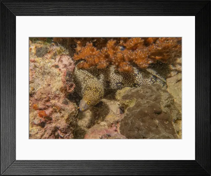 Framed Print : Moray eel Mooray lycodontis undulatus in the Red Sea, Eilat Israel Framed Print : Moray eel Mooray lycodontis undulatus in the Red Sea, Eilat Israel