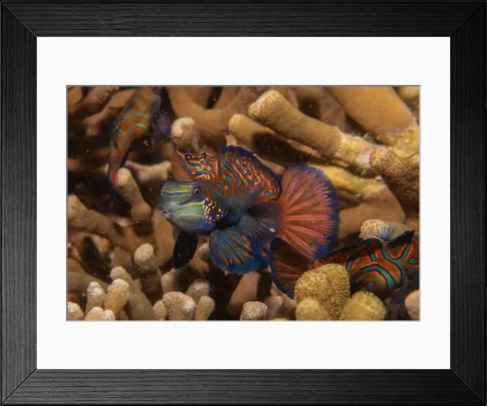 Framed Print : Mandarin fish swim in the Sea of the Philippines Framed Print : Mandarin fish swim in the Sea of the Philippines