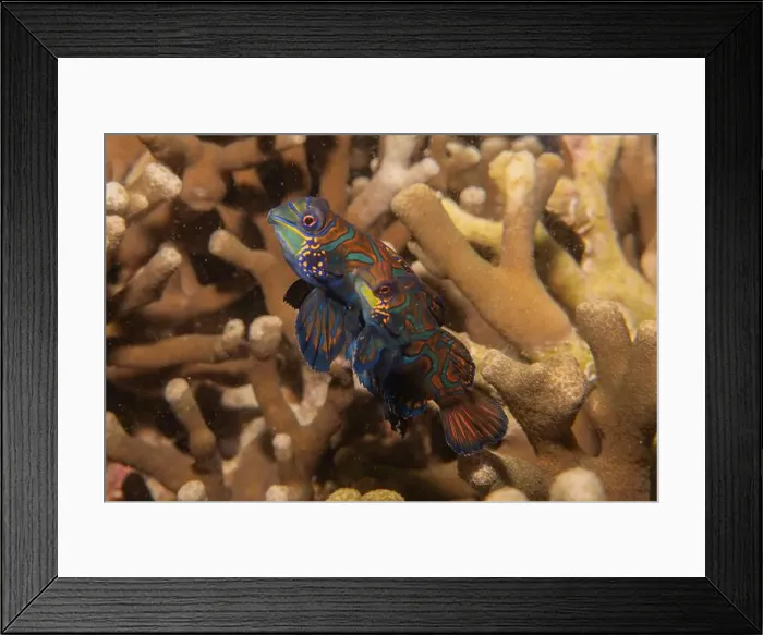 Framed Print : Mandarin fish swim in the Sea of the Philippines