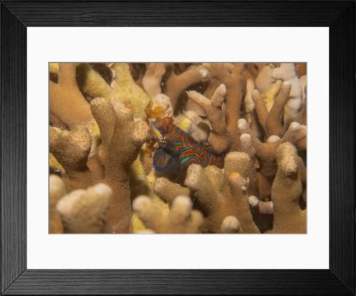 Framed Print : Mandarin fish swim in the Sea of the Philippines Framed Print : Mandarin fish swim in the Sea of the Philippines