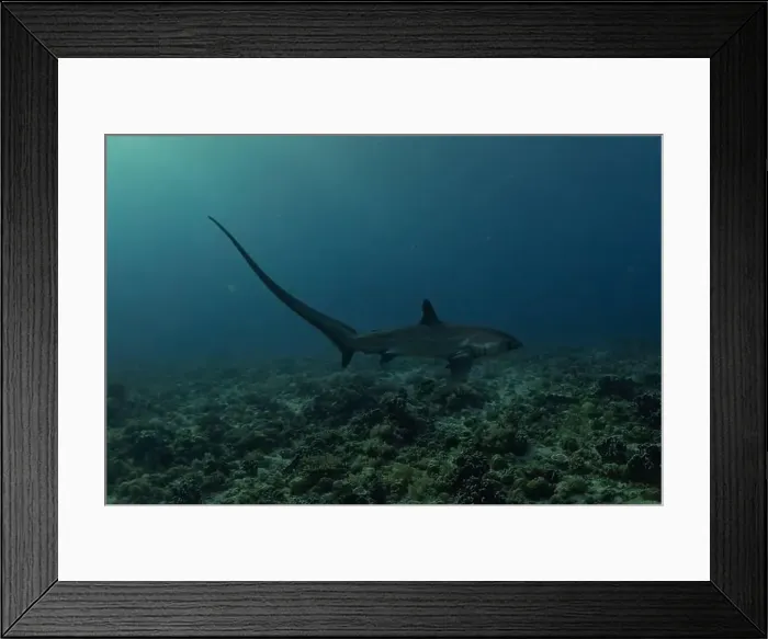 Framed Print : Thresher Shark swimming in the Sea of the Philippines Framed Print : Thresher Shark swimming in the Sea of the Philippines