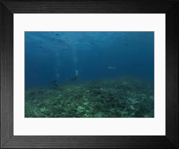 Framed Print : Thresher Shark swimming in the Sea of the Philippines Framed Print : Thresher Shark swimming in the Sea of the Philippines
