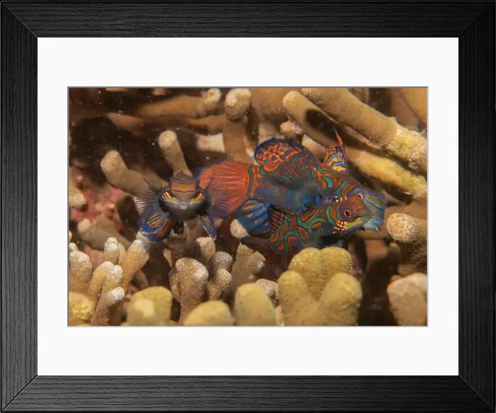 Framed Print : Mandarin fish swim in the Sea of the Philippines Framed Print : Mandarin fish swim in the Sea of the Philippines