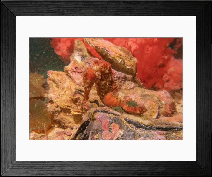 Framed Print : Sea Horse in the Sea of the Philippines Framed Print : Sea Horse in the Sea of the Philippines
