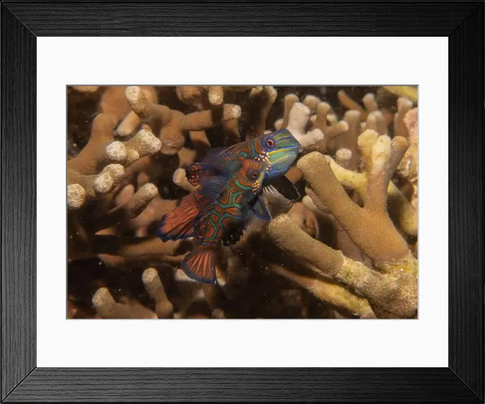 Framed Print : Mandarin fish swim in the Sea of the Philippines Framed Print : Mandarin fish swim in the Sea of the Philippines