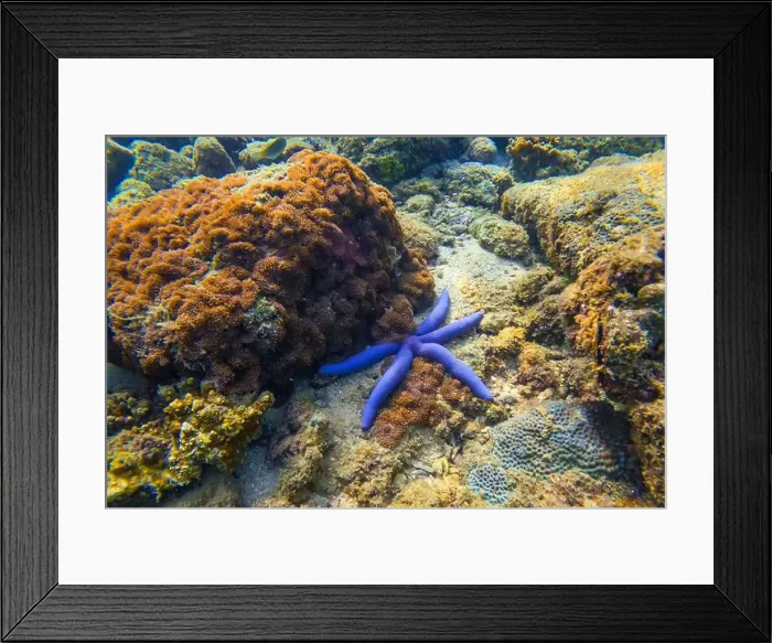 Framed Print : Blue seastar Linkia laevigata clings to a diverse coral reef Framed Print : Blue seastar Linkia laevigata clings to a diverse coral reef