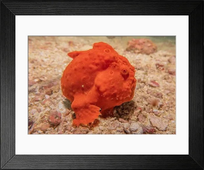 Framed Print : Fish swim in the Sea of the Philippines