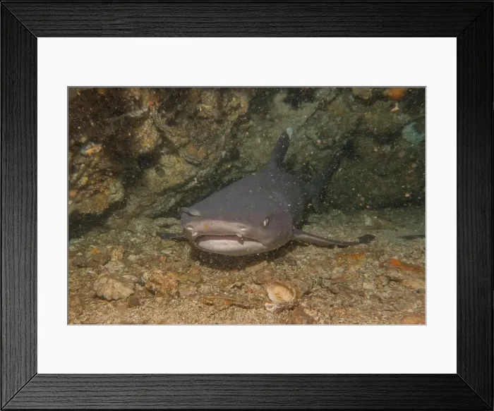 Framed Print : Thresher Shark swimming in the Sea of the Philippines Framed Print : Thresher Shark swimming in the Sea of the Philippines