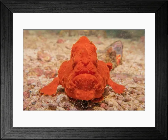 Framed Print : Fish swim in the Sea of the Philippines