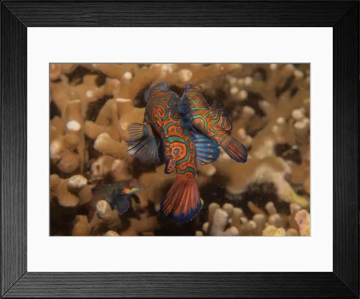 Framed Print : Mandarin fish swim in the Sea of the Philippines Framed Print : Mandarin fish swim in the Sea of the Philippines