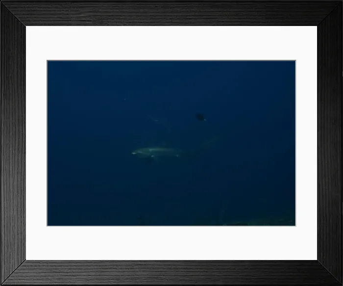 Framed Print : Thresher Shark swimming in the Sea of the Philippines Framed Print : Thresher Shark swimming in the Sea of the Philippines