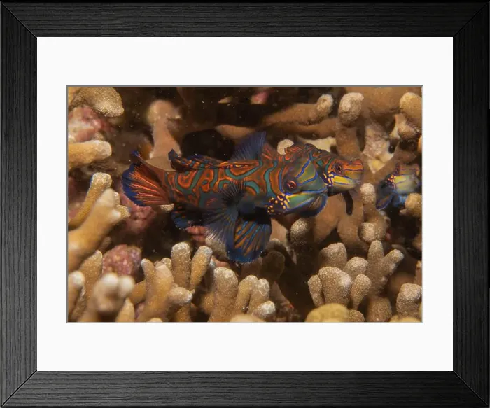 Framed Print : Mandarin fish swim in the Sea of the Philippines Framed Print : Mandarin fish swim in the Sea of the Philippines