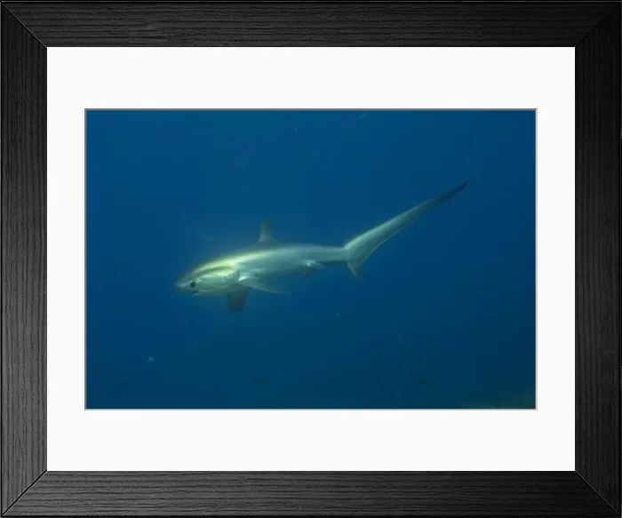 Framed Print : Thresher Shark swimming in the Sea of the Philippines Framed Print : Thresher Shark swimming in the Sea of the Philippines