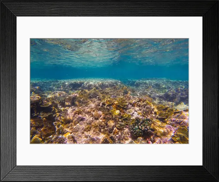 Framed Print : Underwater coral reef. View swim float coral reef, habitat of biocenosis of exotic marine tropical animals Framed Print : Underwater coral reef. View swim float coral reef, habitat of biocenosis of exotic marine tropical animals